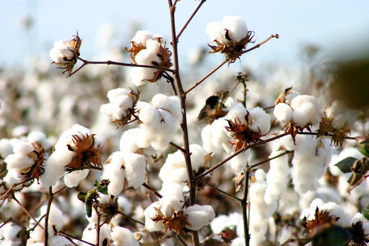 Cotton plants blooming in a field with white fluffy cotton bolls ready for harvesting.